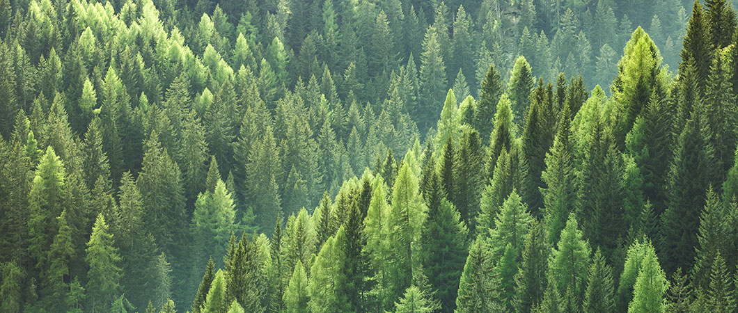 可持续发展林业